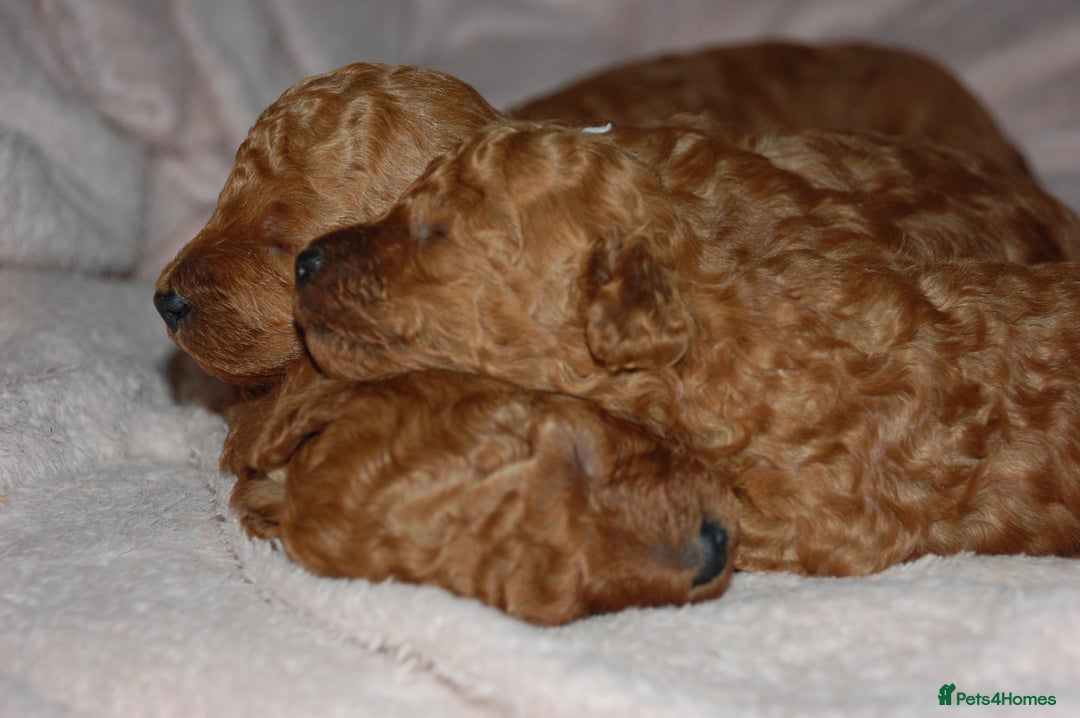 Toy Poodle dogs for sale: Beautiful solid red KC toy poodle - Advert 6