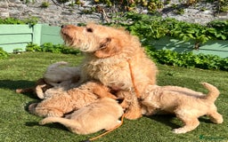 Labradoodle dogs for sale: Stunning F1b mini labradoodles  - Image 7