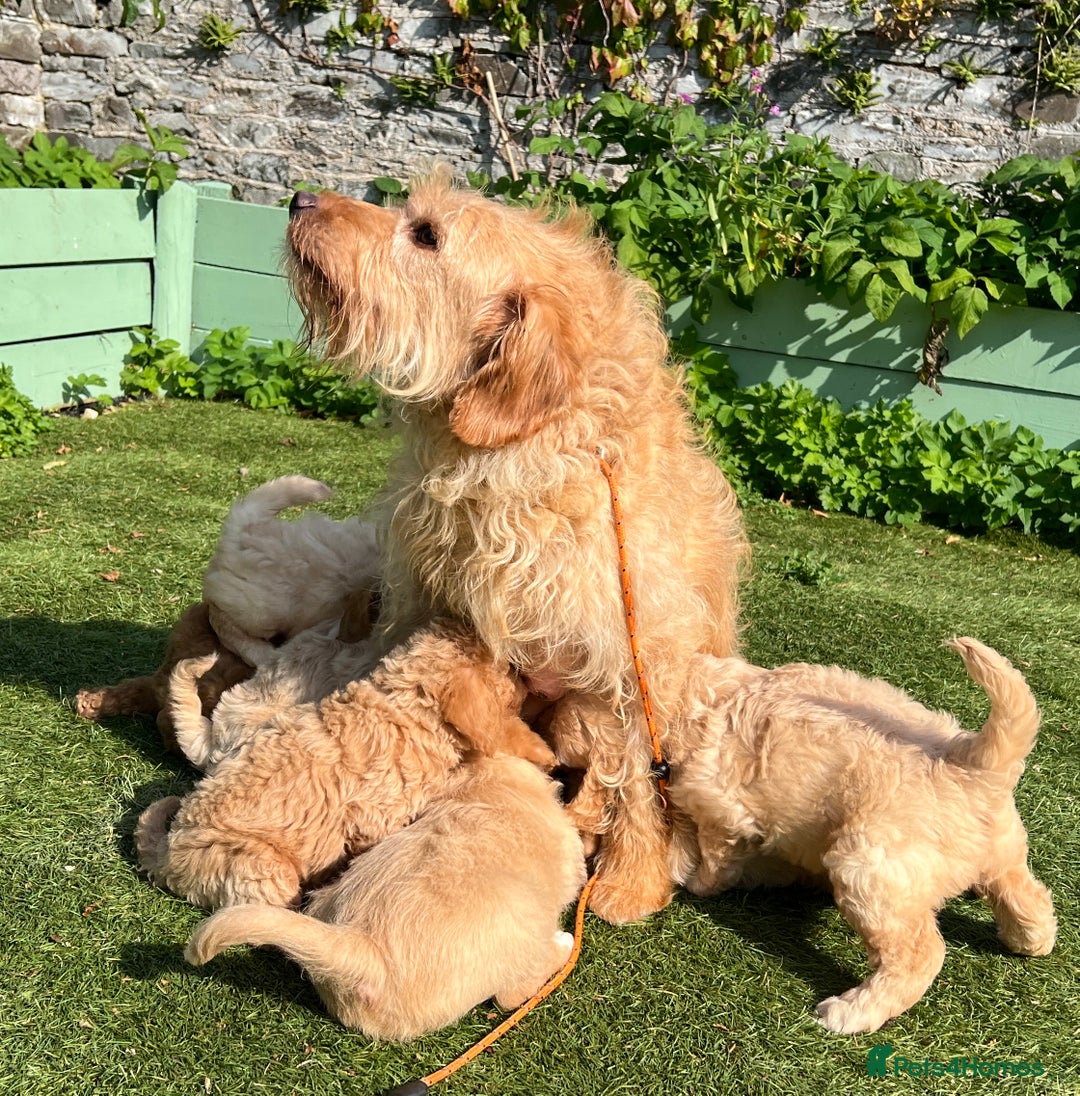 Labradoodle dogs for sale: Stunning F1b mini labradoodles  - Image 7