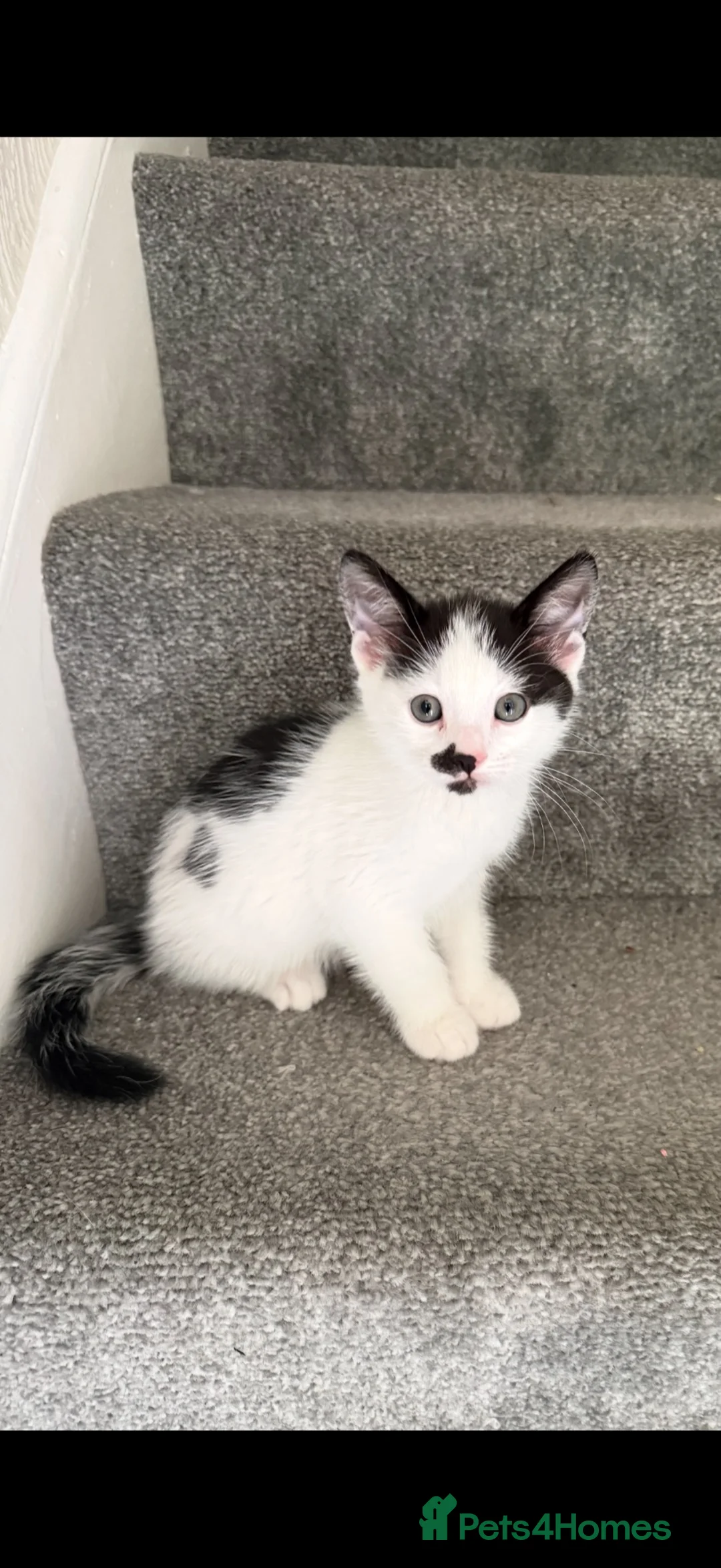 Mixed Breed cats for sale: 3 kittens ready for home  in Birmingham - Advert 2