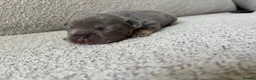 French Bulldog dogs for sale: ❤️💙💙French-bulldog puppies 💙💙❤️ - Advert 9