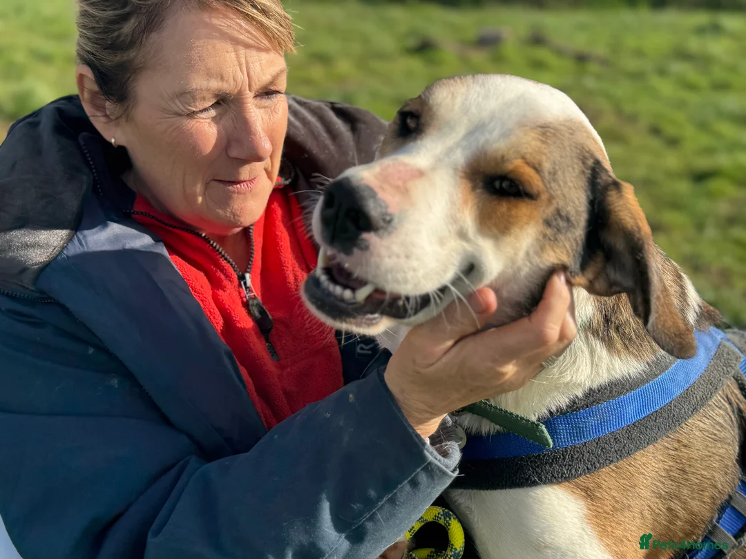 Mixed Breed dogs for adoption: Maya & Luca still waiting for you to see them 💔 - Advert 22