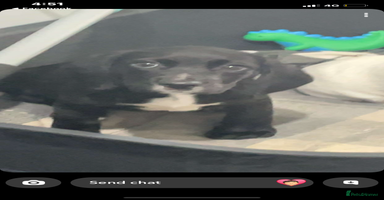 Bocker dogs - Advert 7