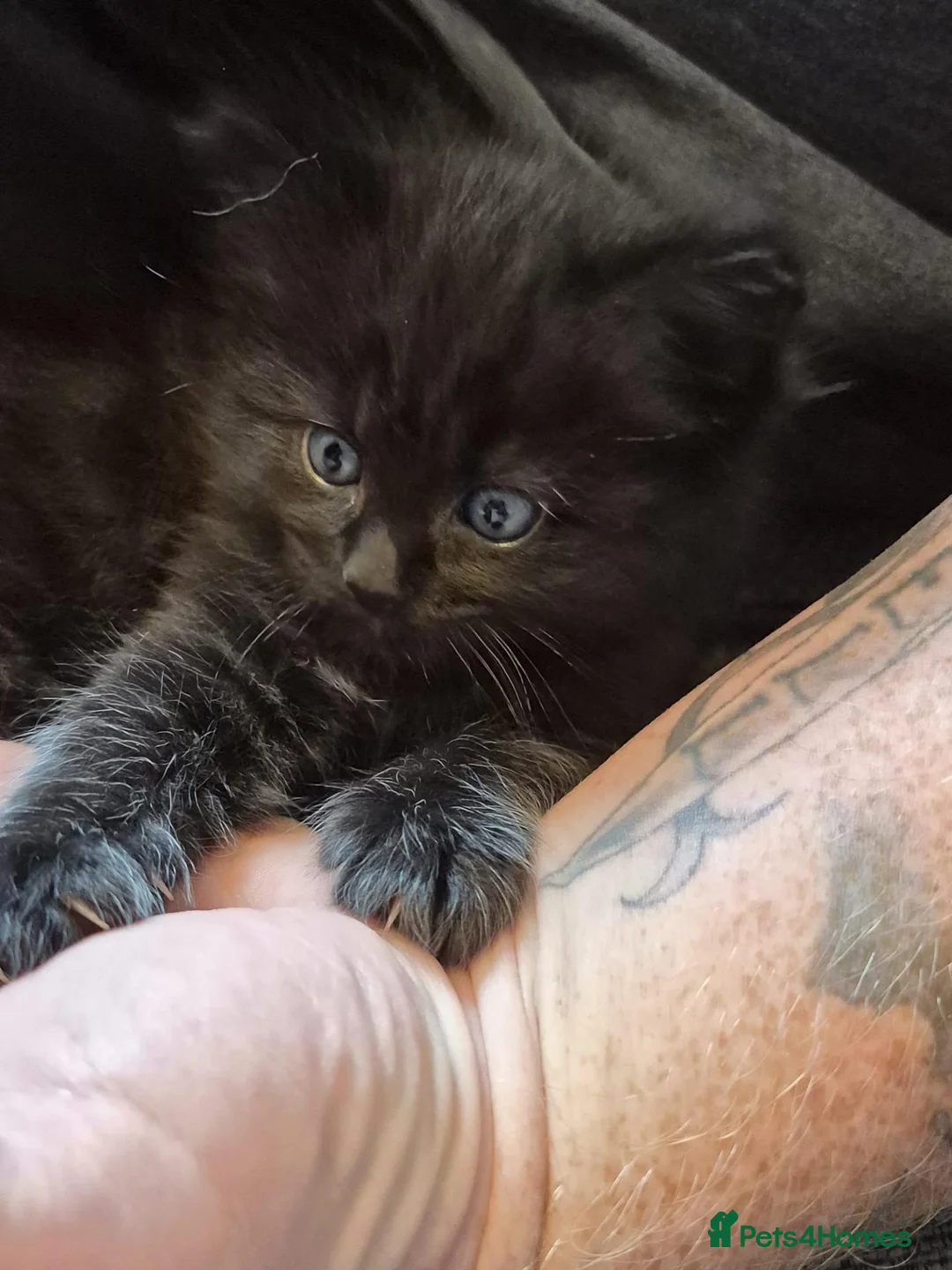 Mixed Breed cats for sale: Ragdoll x in Heanor - Advert 2