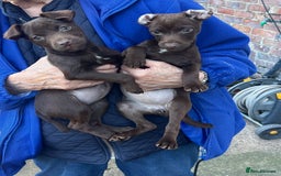 Patterdale Terrier dogs for sale: 3 patterdale terrier pups of working lines  - Image 2