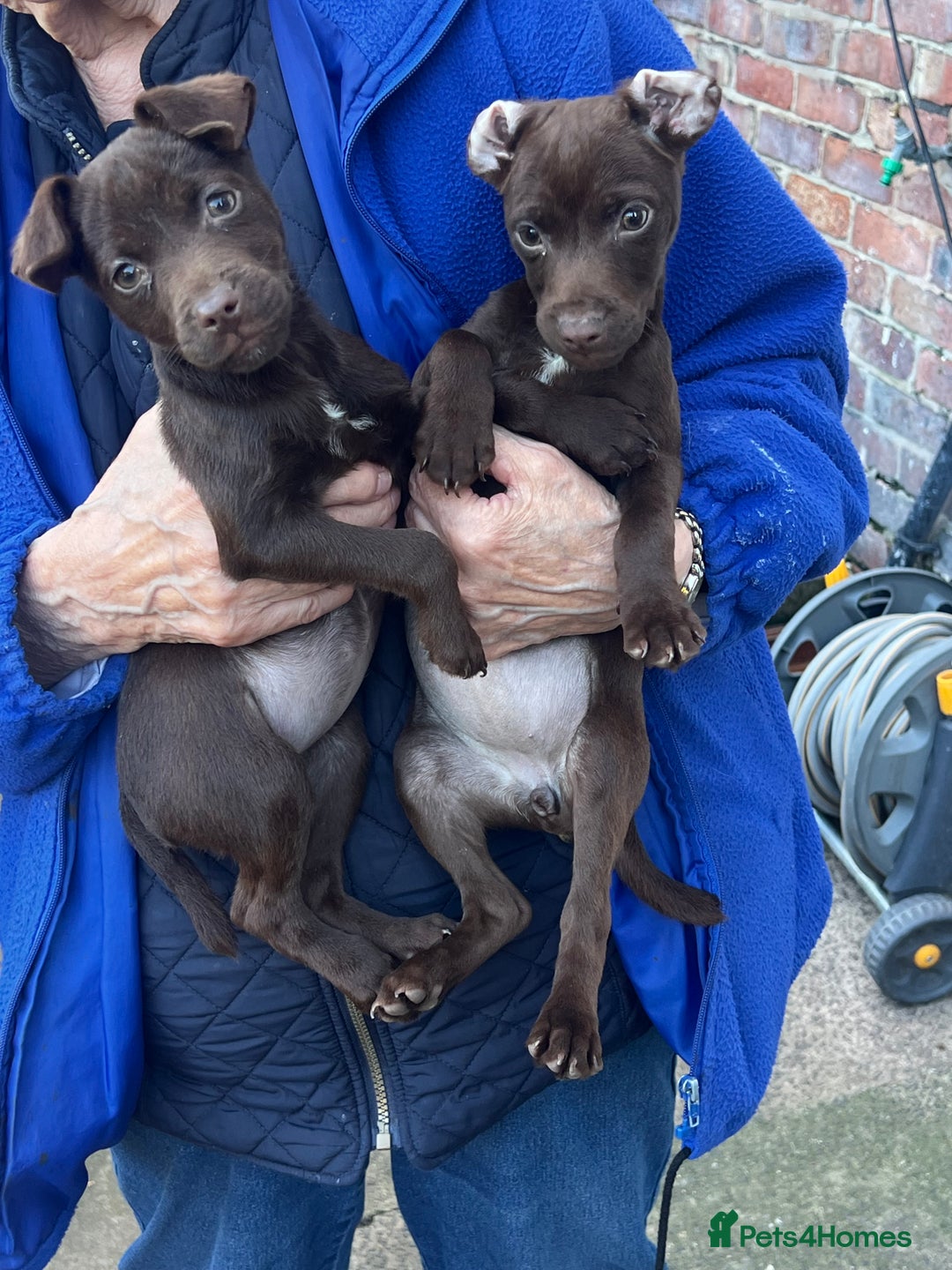 Patterdale Terrier dogs for sale: 3 patterdale terrier pups of working lines  - Image 2
