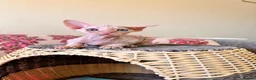 Devon Rex cats for sale: beautiful Devon Rex kittens  - Advert 14
