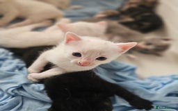 Mixed Breed cats for sale: Kittens Available to Reserve - Image 4