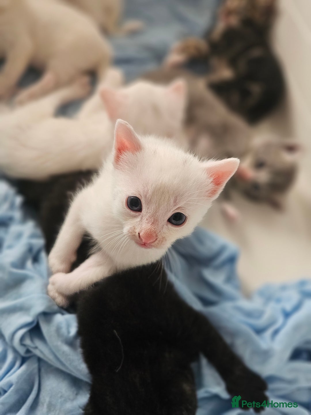 Mixed Breed cats for sale: Kittens Available to Reserve - Image 4