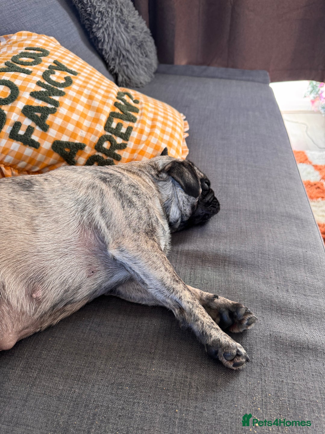 Pug dogs for sale: 2 year old Brindle Pug for adoption - Advert 4