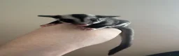 Sugar Glider rodents for sale: Black beauty male sugar glider  - Advert 3