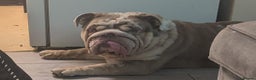 English Bulldog dogs for sale: Male English bulldog  - Advert 1