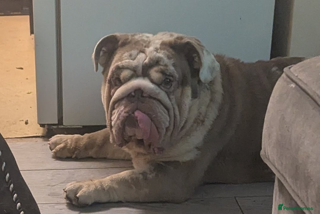 English Bulldog dogs for sale: Male English bulldog  - Advert 1