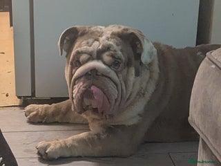 English Bulldog dogs Male English bulldog - Advert 2