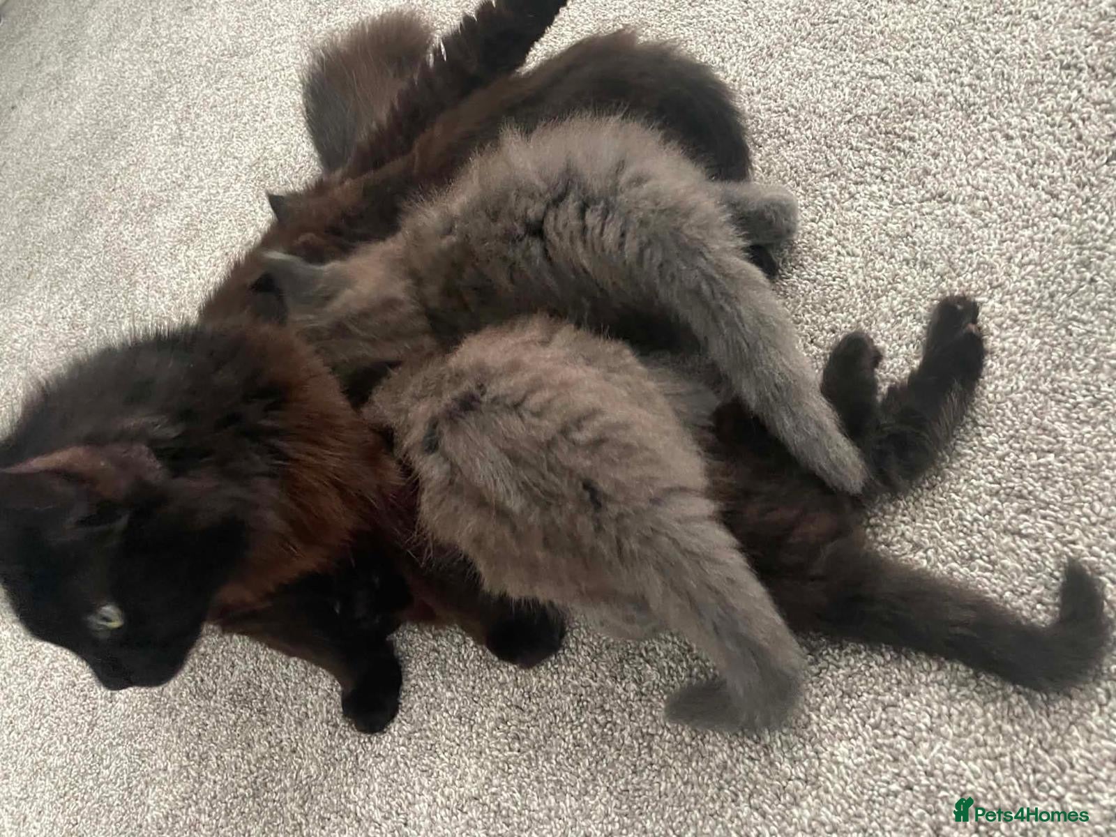 British Longhair cats Beautiful British longhair kittens - Advert 2