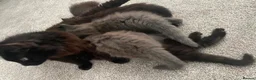 British Longhair cats for sale: Beautiful British longhair kittens - Advert 1
