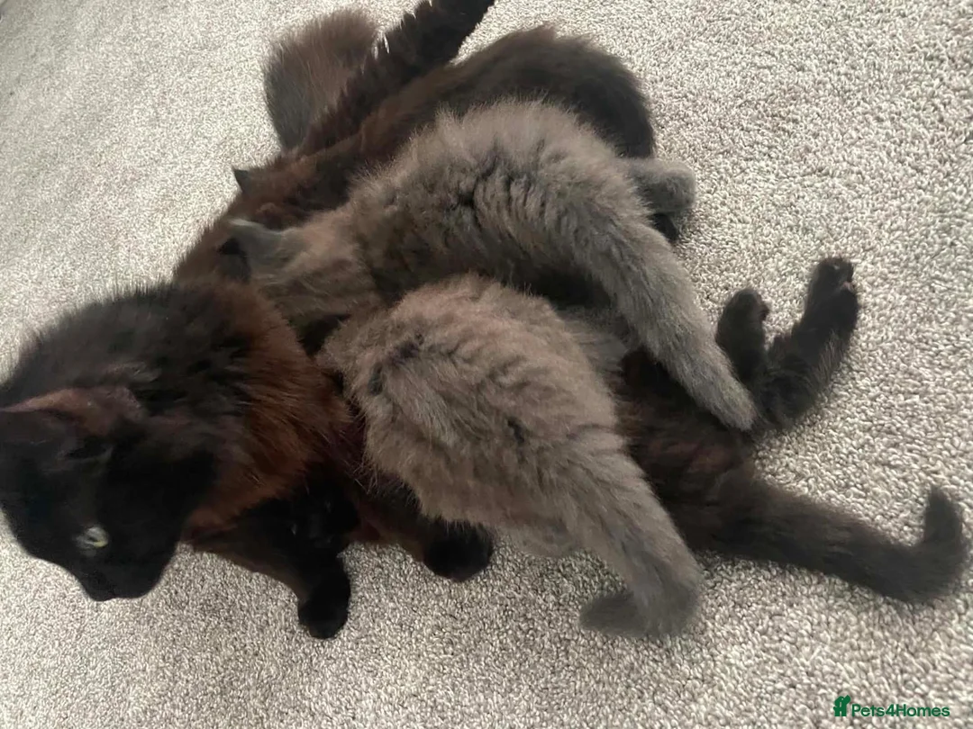 British Longhair cats for sale: Beautiful British longhair kittens - Advert 1