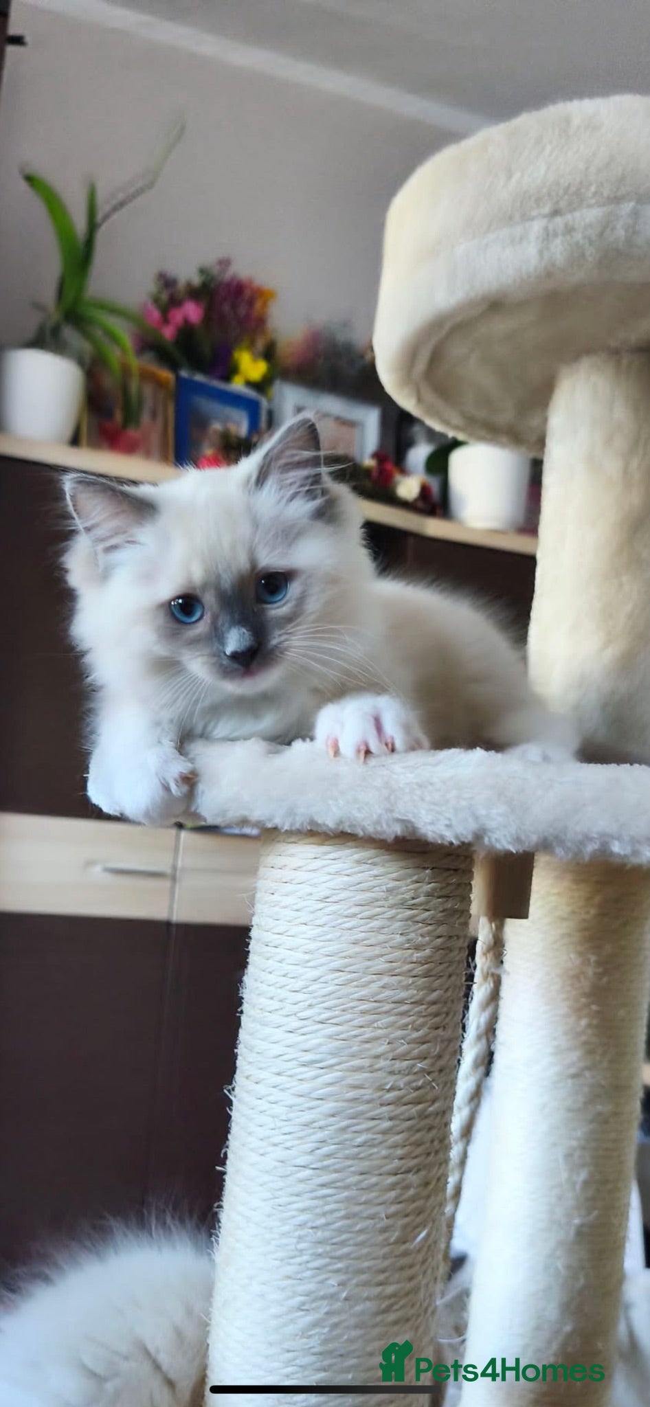 Ragdoll cats Ragdoll kittens  - Advert 2