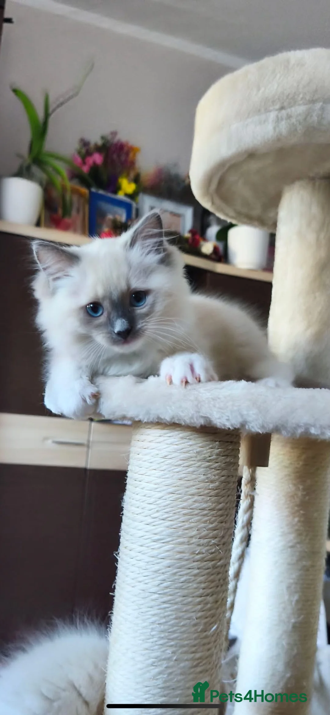 Ragdoll cats for sale: Ragdoll kittens  - Advert 1
