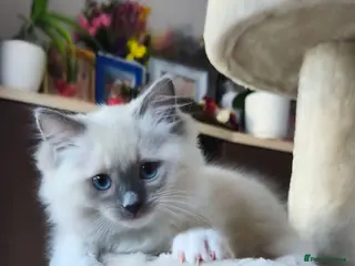 Ragdoll cats Ragdoll kittens - Advert 1
