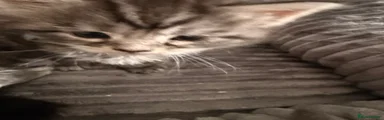 Maine Coon 3