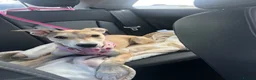 Mixed Breed dogs for sale: Staffy x Lurcher Puppy in Newcastle upon Tyne - Advert 3