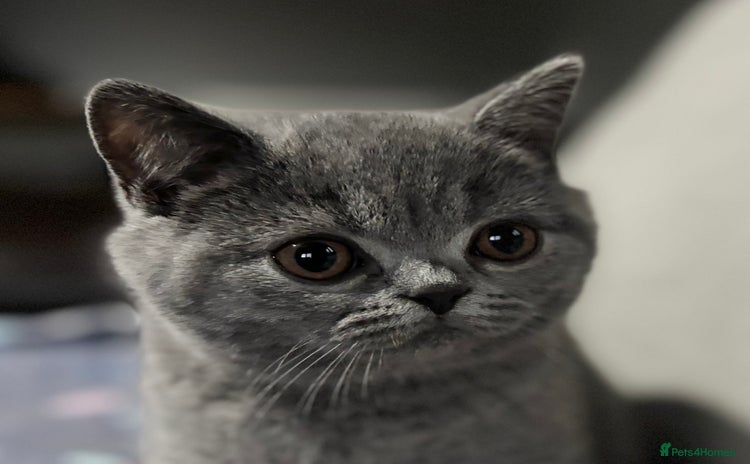 British Shorthair cats in Abergavenny - Advert 11