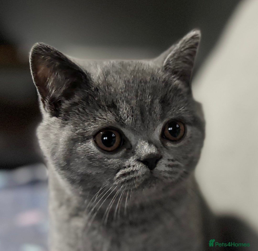 British Shorthair cats for sale: 🌟GCCF Reg’ Kittens, TWO LEFT! Ready now🌟 in Abergavenny - Image 1