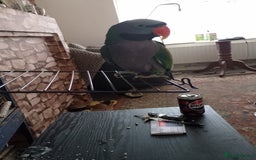 Parakeets birds for sale: Derbyan says hello, mimicks noises,chats away - Image 6