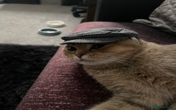 Scottish Fold cats for sale: Gizmo  - Image 9