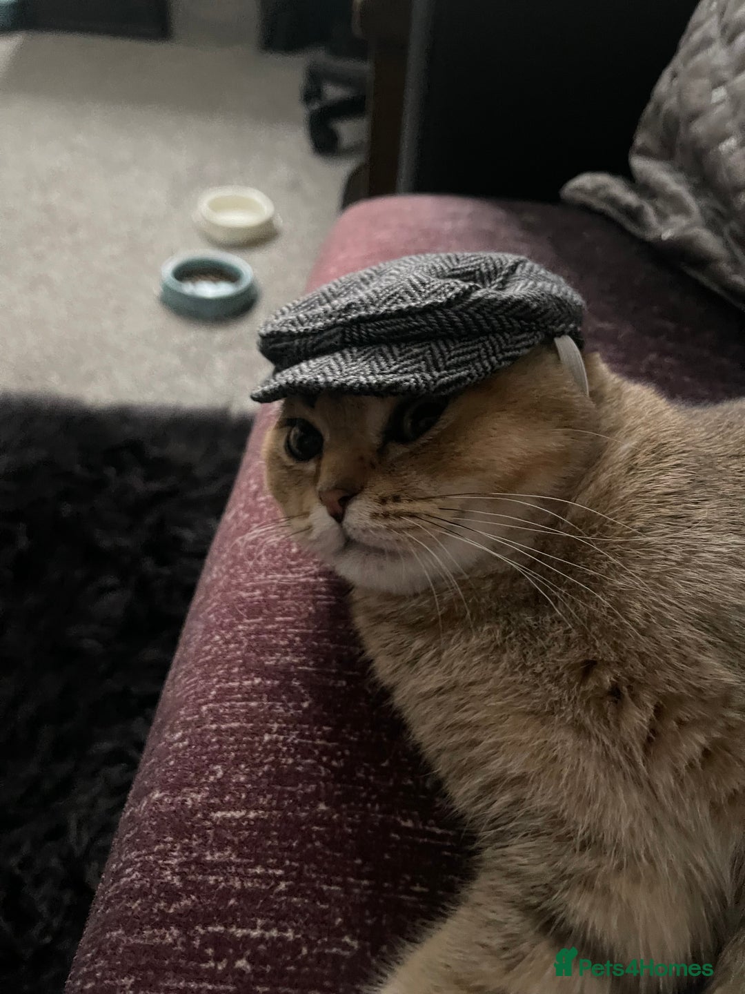 Scottish Fold cats for sale: Gizmo  - Image 9