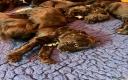 Sproodle dogs for sale: Stunning Sproodles  - Advert 10