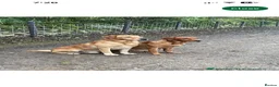 Labrador Retriever dogs for sale: Fully Health Tested, KC Reg Labradors Due June  - Advert 8