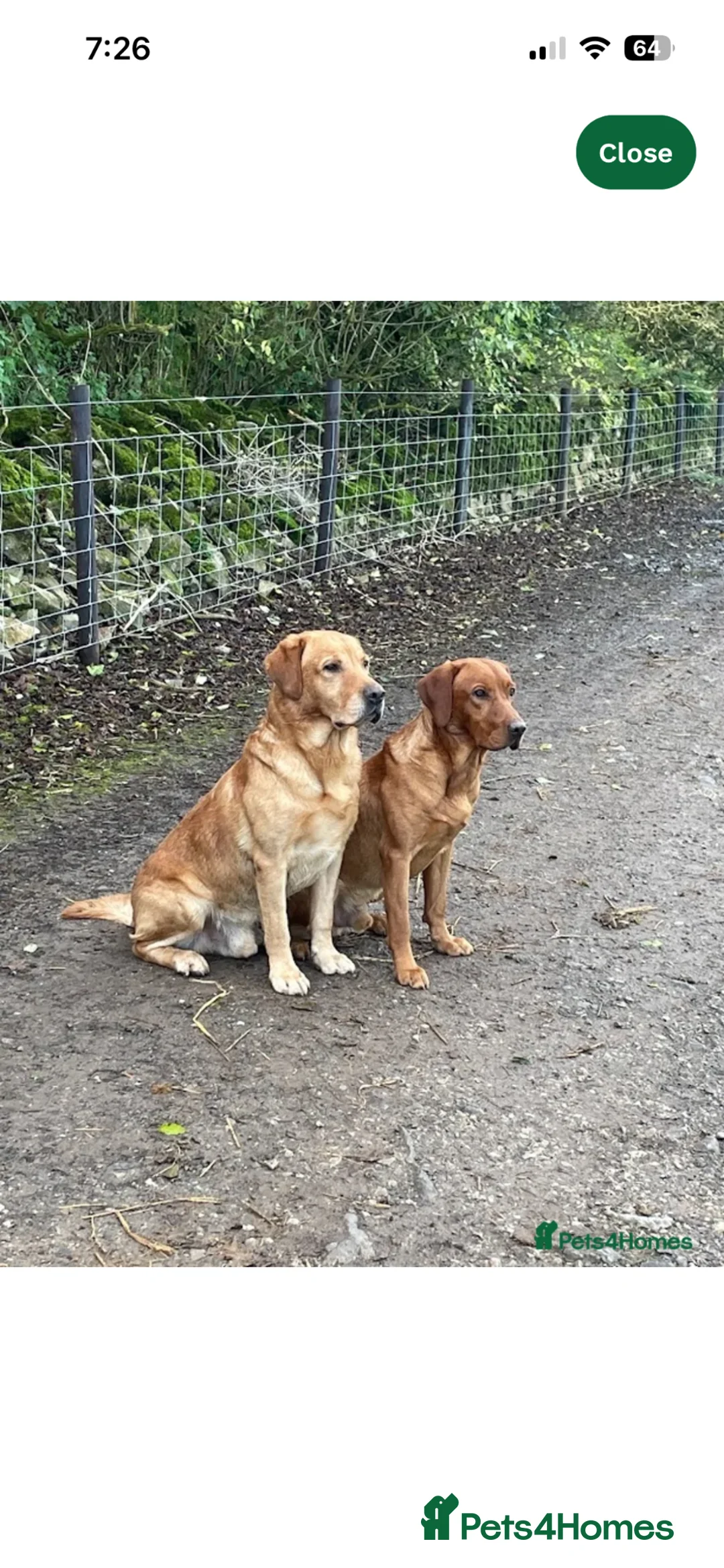 Labrador Retriever dogs for sale: Fully Health Tested, KC Reg Labradors Due June  - Advert 8