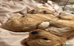 Cockapoo dogs for sale: Cockapoo puppies  - Image 7