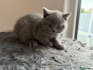 British Shorthair cats LAST ONE BLUE GIRL GCCF British shorthair - Advert 3