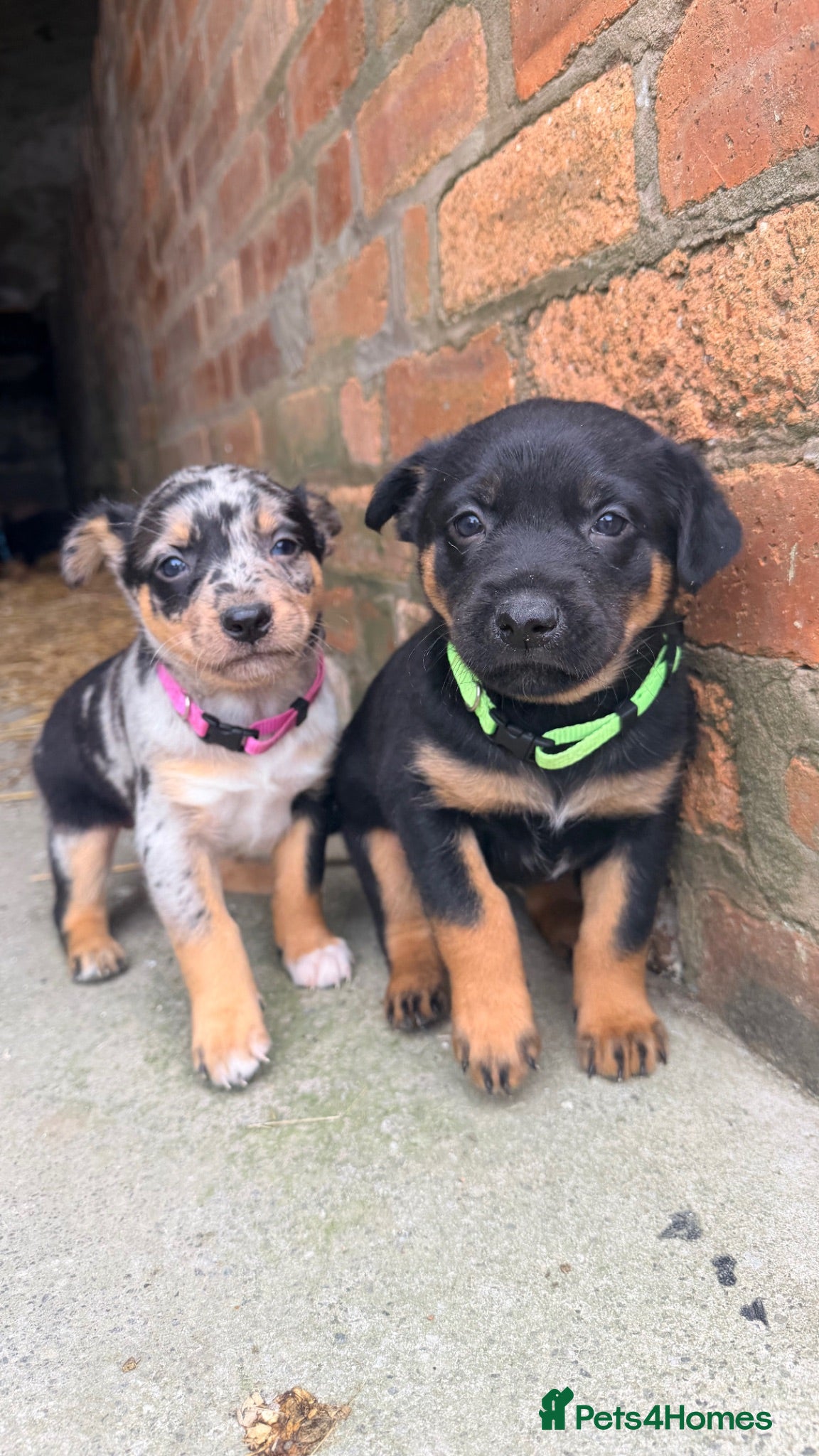 Mixed Breed dogs 4 x female kelpie/australian cattle dog cross  - Advert 7