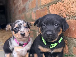 Mixed Breed dogs 4 x female kelpie/australian cattle dog cross - Advert 7