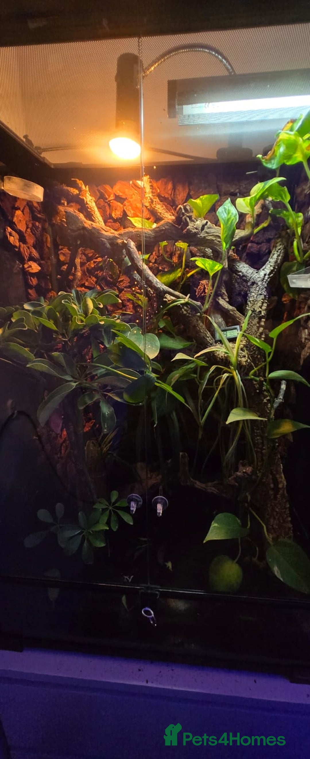 Gecko reptiles for sale: Baby crested geckos - Advert 9