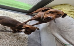 Patterdale Terrier dogs for sale: Patterdale Terrier pup - Image 4