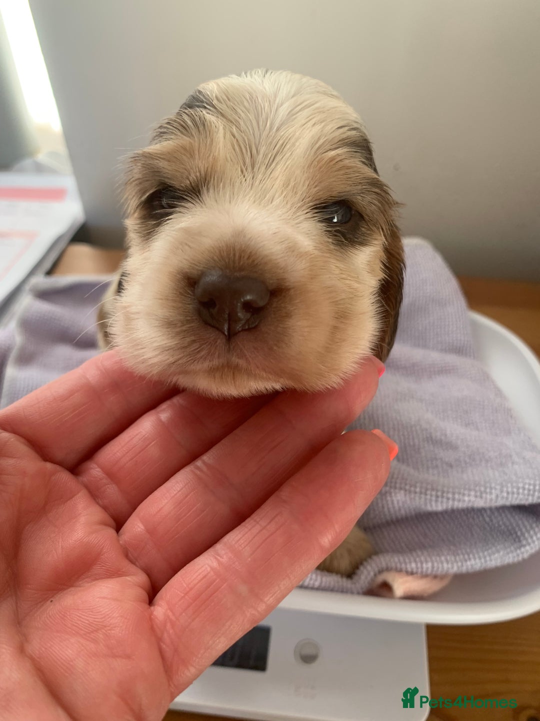 Cocker Spaniel dogs for sale: Beautiful show line cocker spaniel puppies  - Advert 16