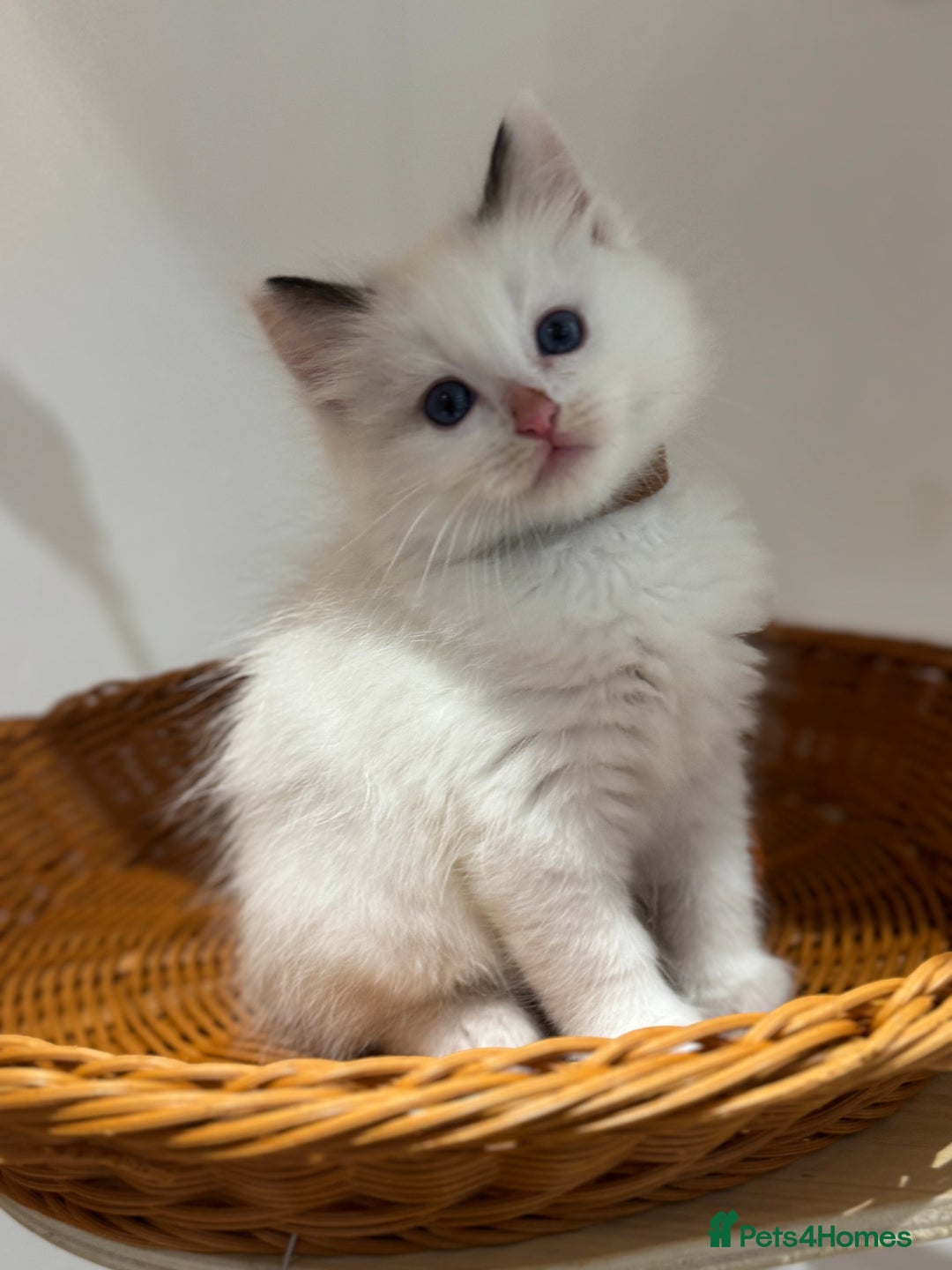 Ragdoll cats for sale: Fluffy pure Ragdoll boys looking for 5 star home  - Image 18