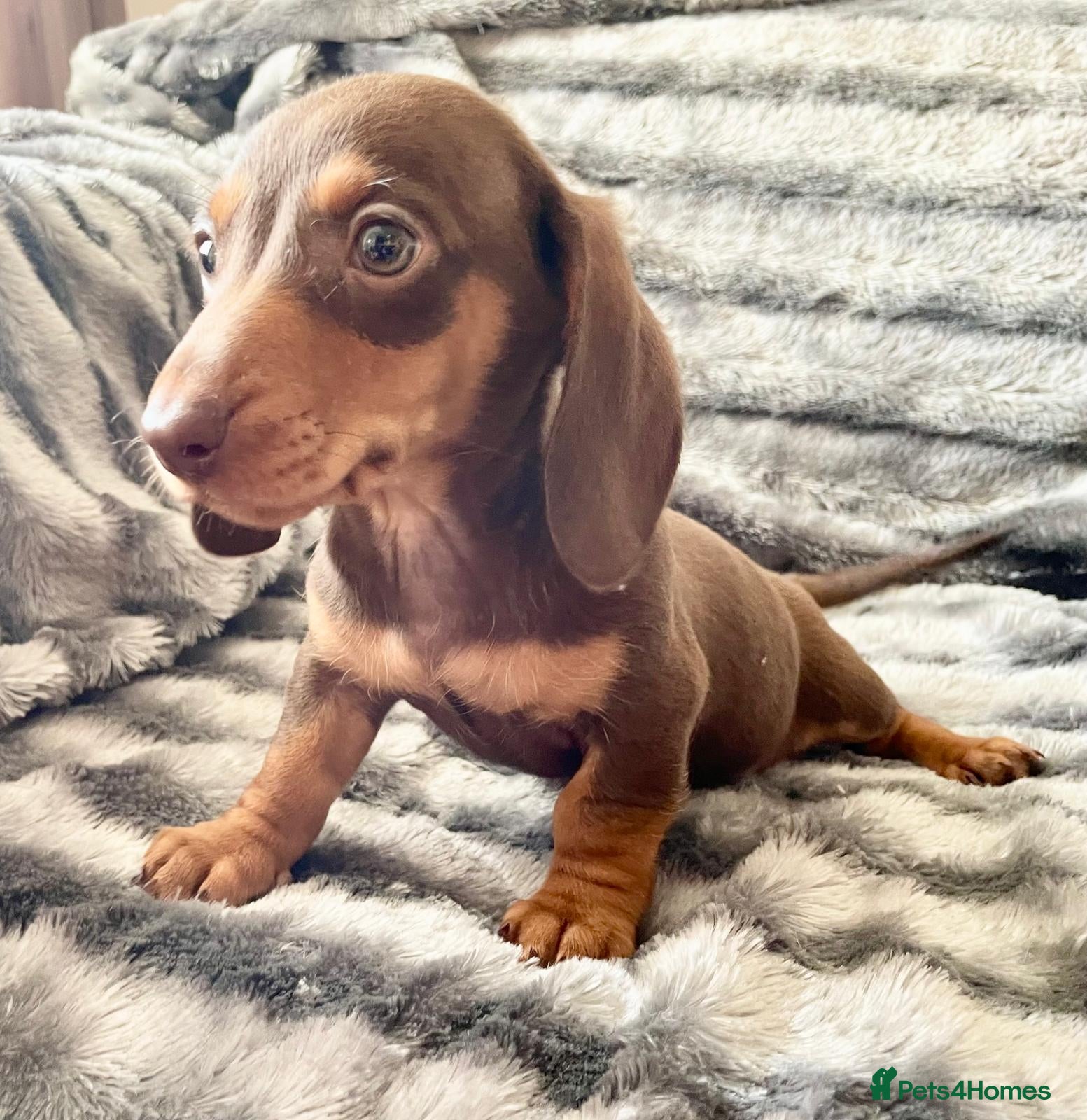 Miniature Dachshund dogs ⭐️READY NOW⭐️Quality Miniature Dachshund Puppies - Advert 2