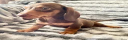 Miniature Dachshund dogs for sale: ⭐️READY NOW⭐️Quality Miniature Dachshund Puppies - Advert 2