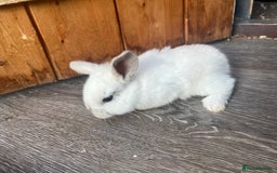 Mini Lop rabbits for sale: Mini lop  - Image 3