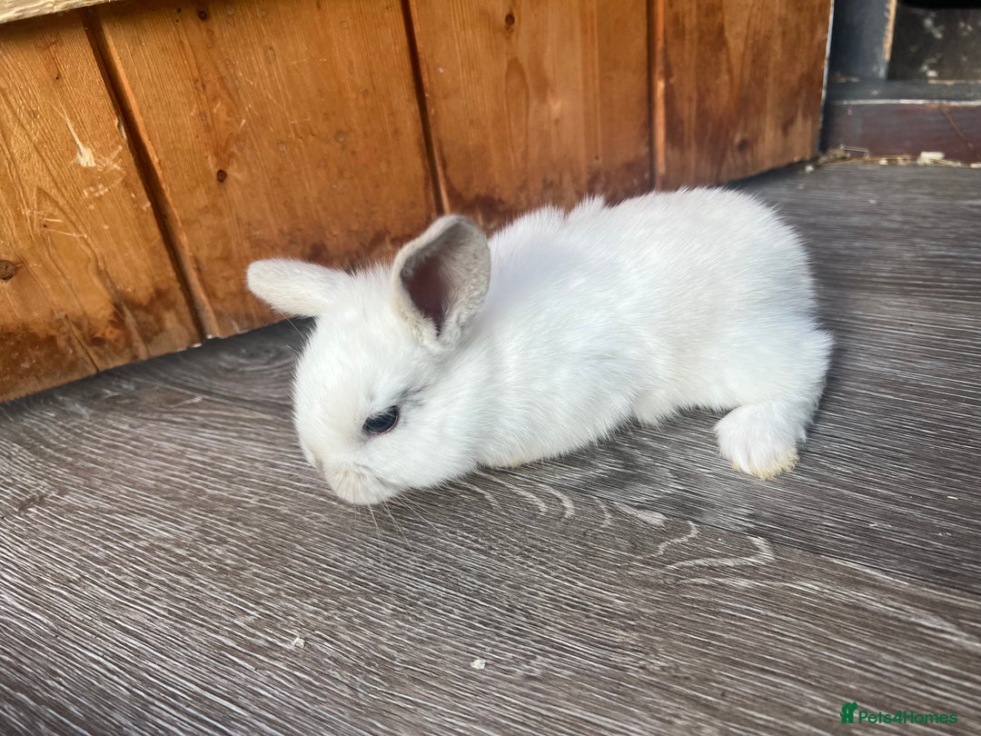 Mini Lop rabbits for sale: Mini lop  - Image 3