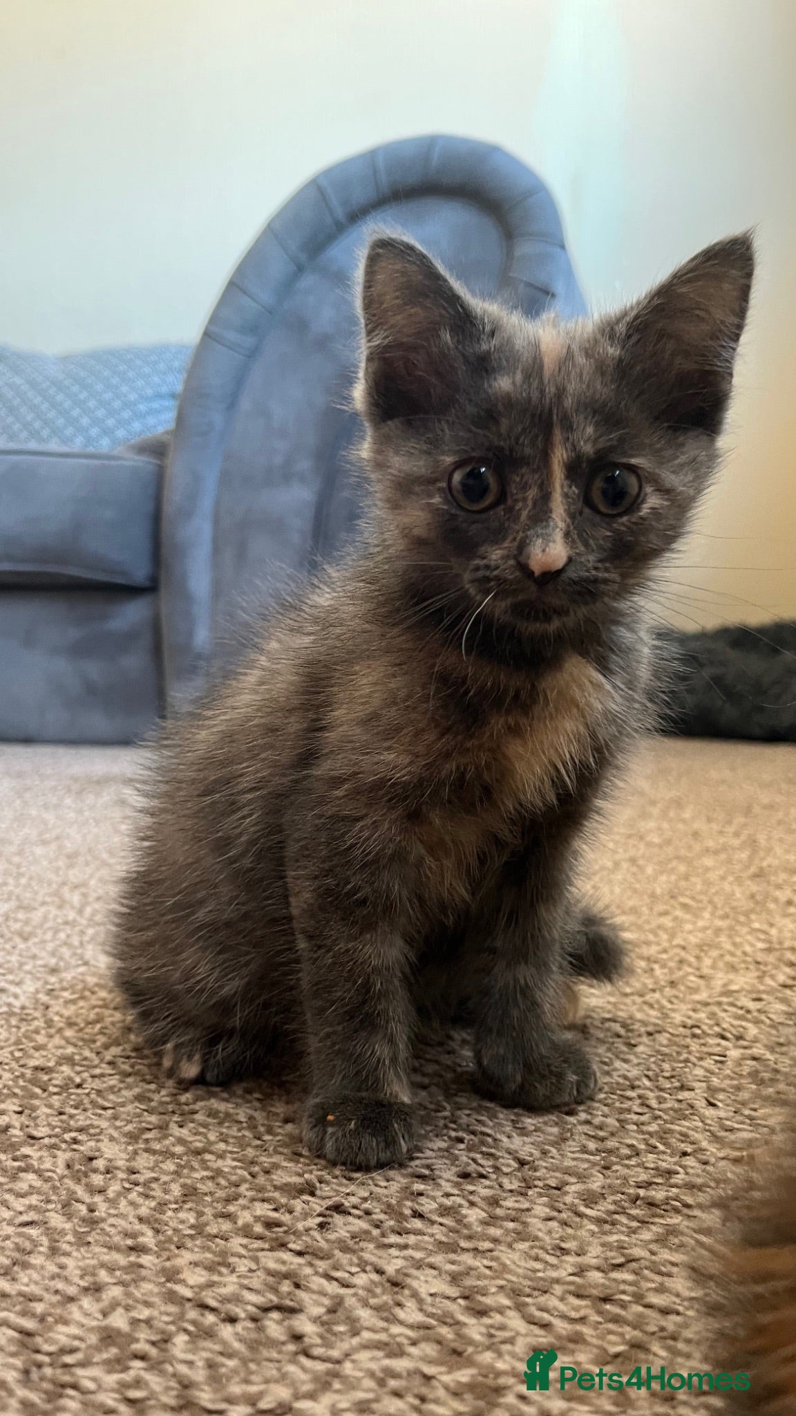 Mixed Breed cats 2 KITTENS AVAILABLE  - Advert 11