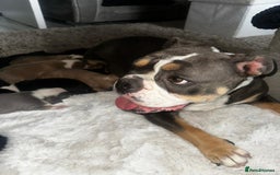 Olde English Bulldogge dogs for sale: Olde English Bulldogge Puppies  - Image 7