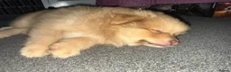 Pomsky dogs for sale: F3 Rare honey merle pomsky ready for a new home  - Advert 3