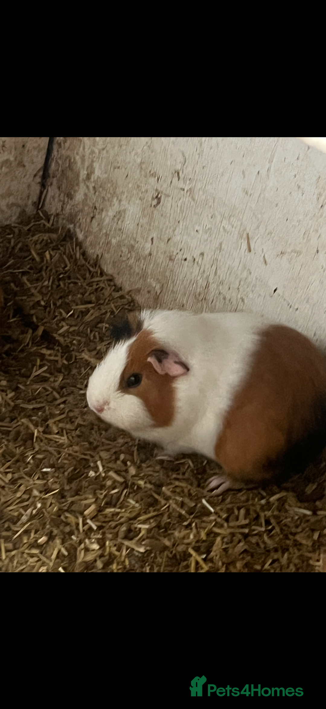 Guinea Pig rodents for sale: Guinea pigs 🐹 - Advert 12